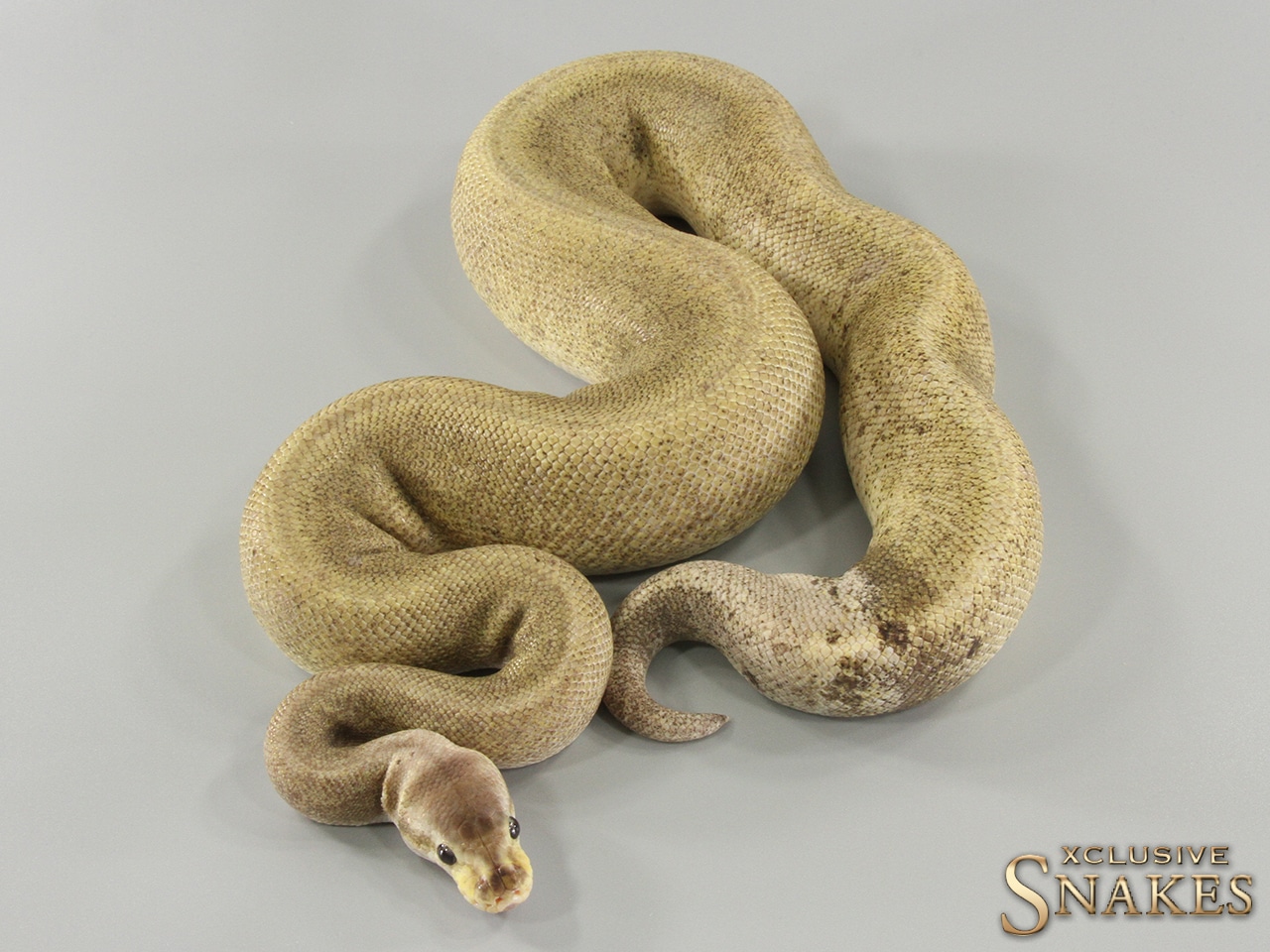 Black Pastel Het Red Axanthic Pastel GHI Pos Wookie Ball Python by ...