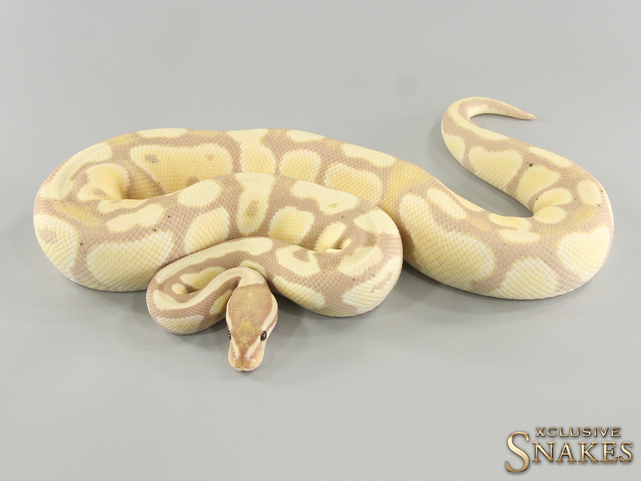 Banana Gravel Desert Ghost Ball Python by Xclusive Snakes MorphMarket
