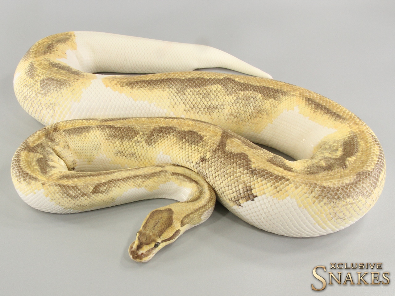 Enchi Fire Piebald Ball Python by Xclusive Snakes - MorphMarket