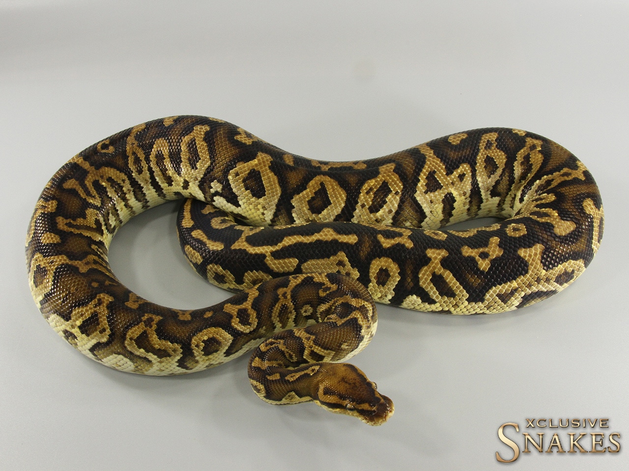 Angry Pastel (Angola X Ball Python) Angolan Python by Xclusive Snakes ...