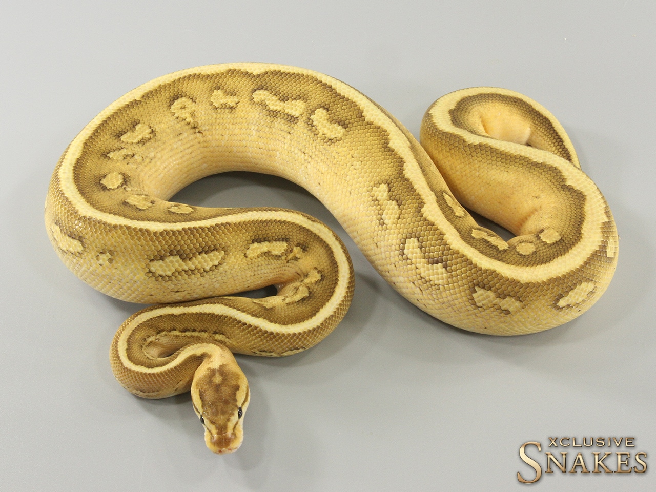 Lesser Black Pastel Wookie Gravel Pos Spotnose Het Clown Ball Python by ...
