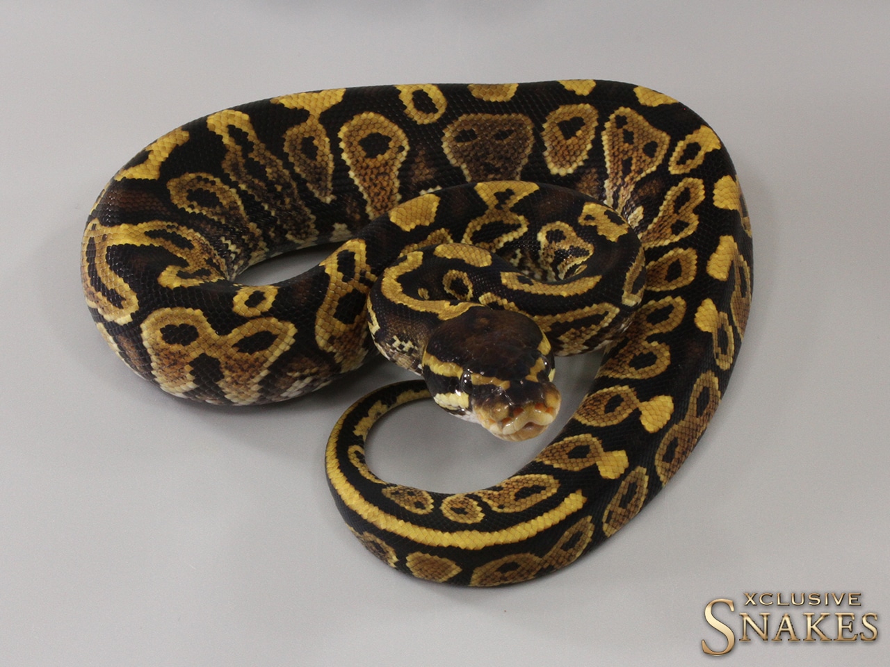 Gravel Trick Het Desert Ghost Pos Het Hypo Ball Python by Xclusive ...