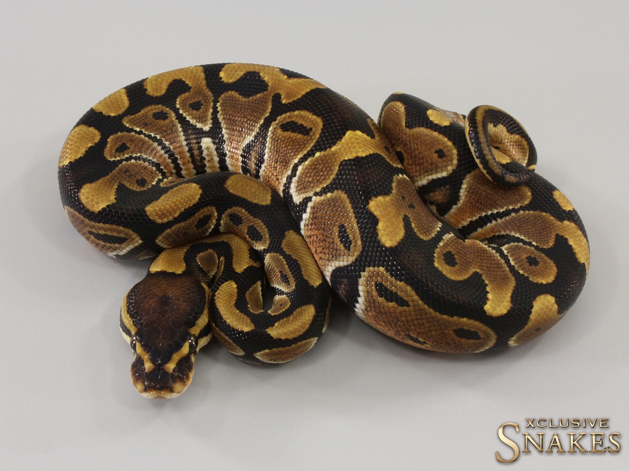 Double Het Sunset Clown Ball Python by Xclusive Snakes - MorphMarket
