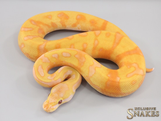 Enchi Pos Black Head Dreamsicle Ball Python by Xclusive Snakes