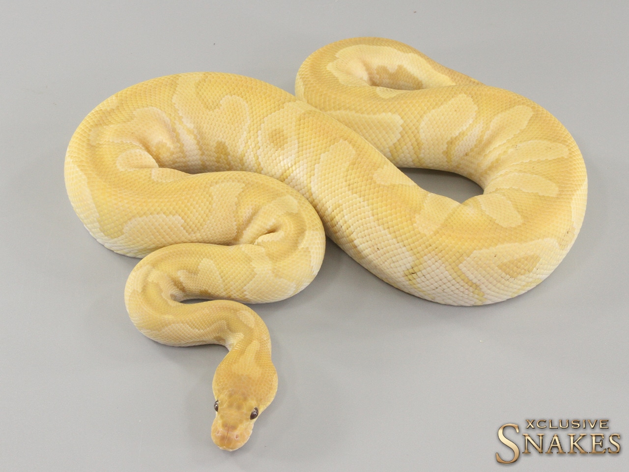 Mojave Ultramel Clown Pos. Het Hypo Ball Python by Xclusive Snakes ...