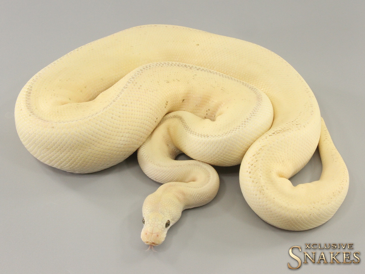 Pastel Pinstripe Leopard Desert Ghost Clown Ball Python by Xclusive ...