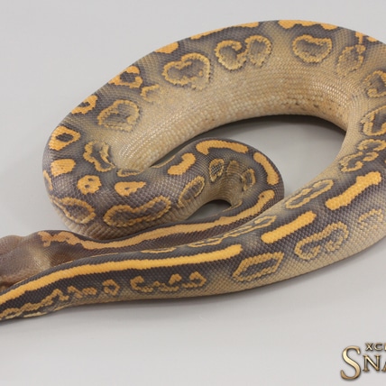 Wookie Black Pastel Gravel Hypo Ball Python