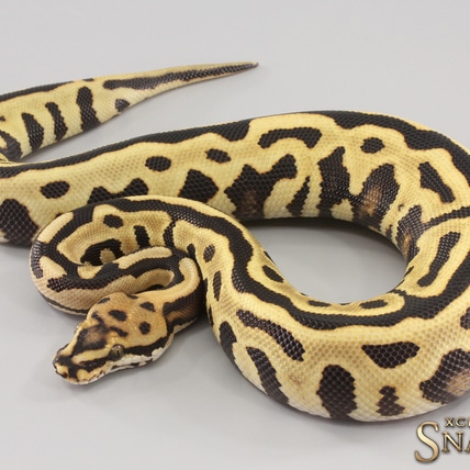 Spotnose Leopard Desert Ghost Het Clown Ball Python