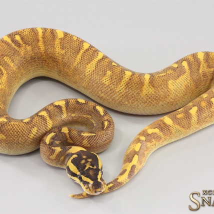 Super Gravel Super Enchi GHI Ball Python