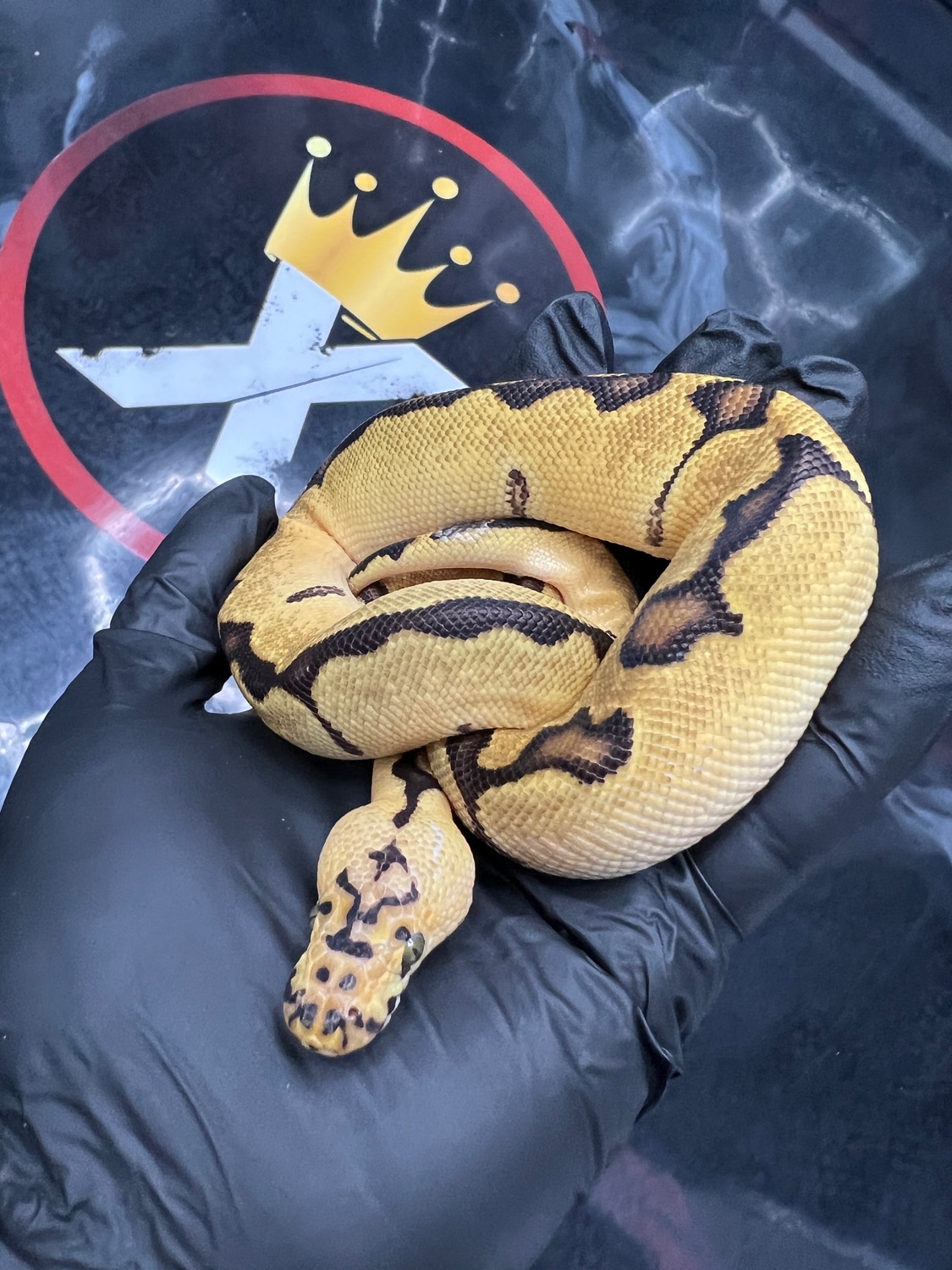 Pastel Enchi Clown Ball Python by Xclusive Xotics MorphMarket