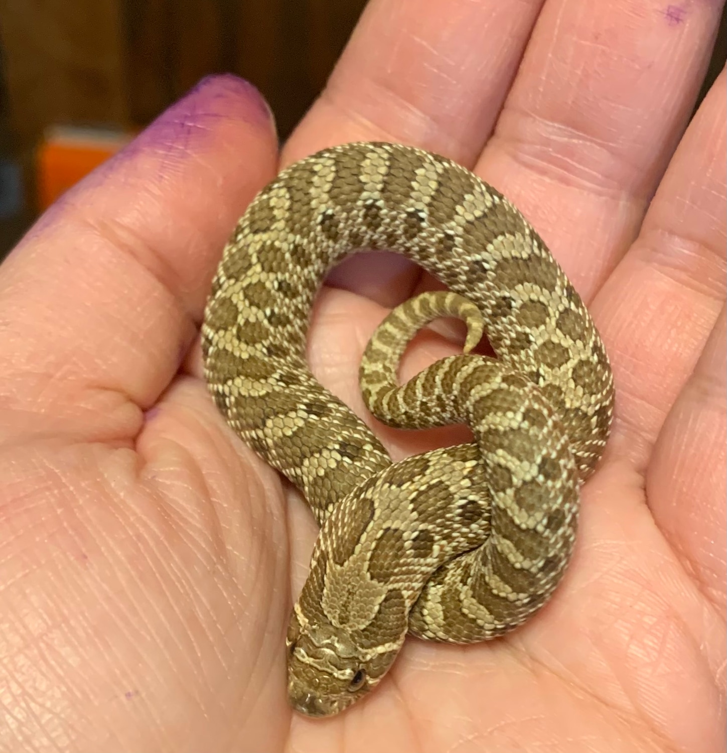 Pos Het Leucistic Western Hognose by Xeno’s Reptiles MorphMarket