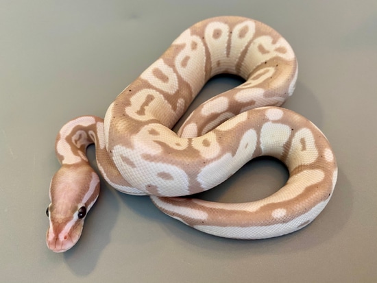 VPI Axanthic Banana Ball Python by Stellar Royals - MorphMarket