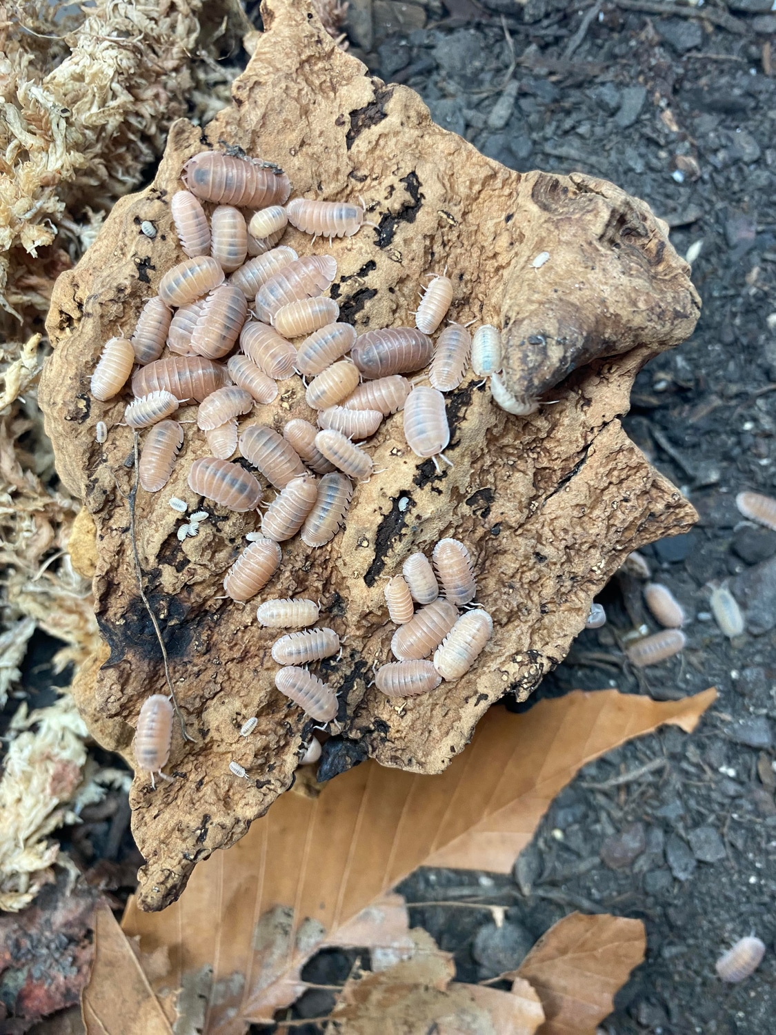 C. Murina Papaya 2 Ea Isopod by Xotics365 MorphMarket