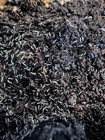 PODURA SP. “MINI BLUE” SPRINGTAILS- 8oz For $10 Isopod by Xotics365 LLC