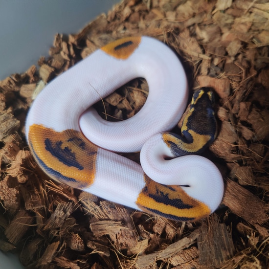 OD Leopard Pied 100% Het Clown Ball Python by Ballistic Morphs