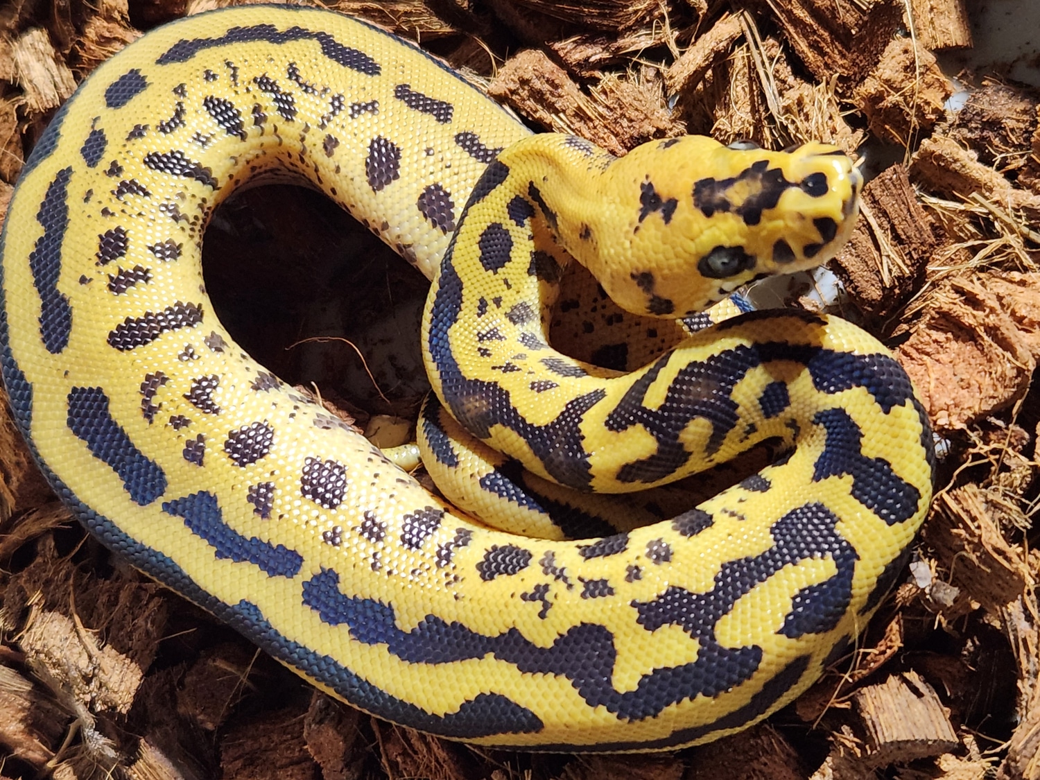 Batman Fire Clown Ball Python by Ballistic Morphs - MorphMarket