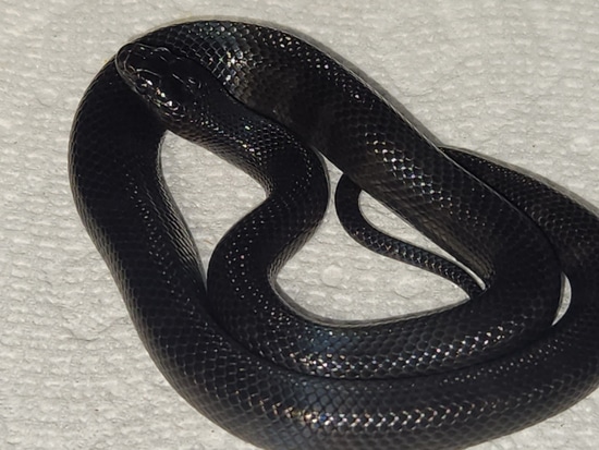 Melanistic Thayeri Female Nuevo Leon Kingsnake by Ballistic Morphs
