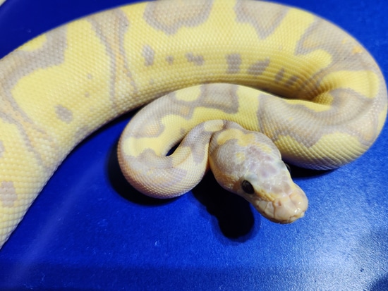Banana Clown Fire Female Ball Python by Ballistic Morphs