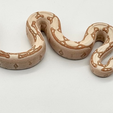 Hypo Fire Labyrinth Aztec Poss Het Carbon And VPI Boa