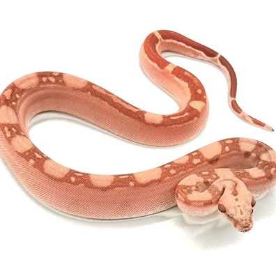 Hypo Fire Labyrinth Aztec Poss Het Carbon And VPI Boa