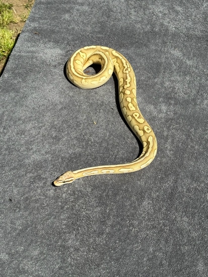 Pastel Lesser Platinum Hetari Orange Dream Het Pied Ball Python by ...