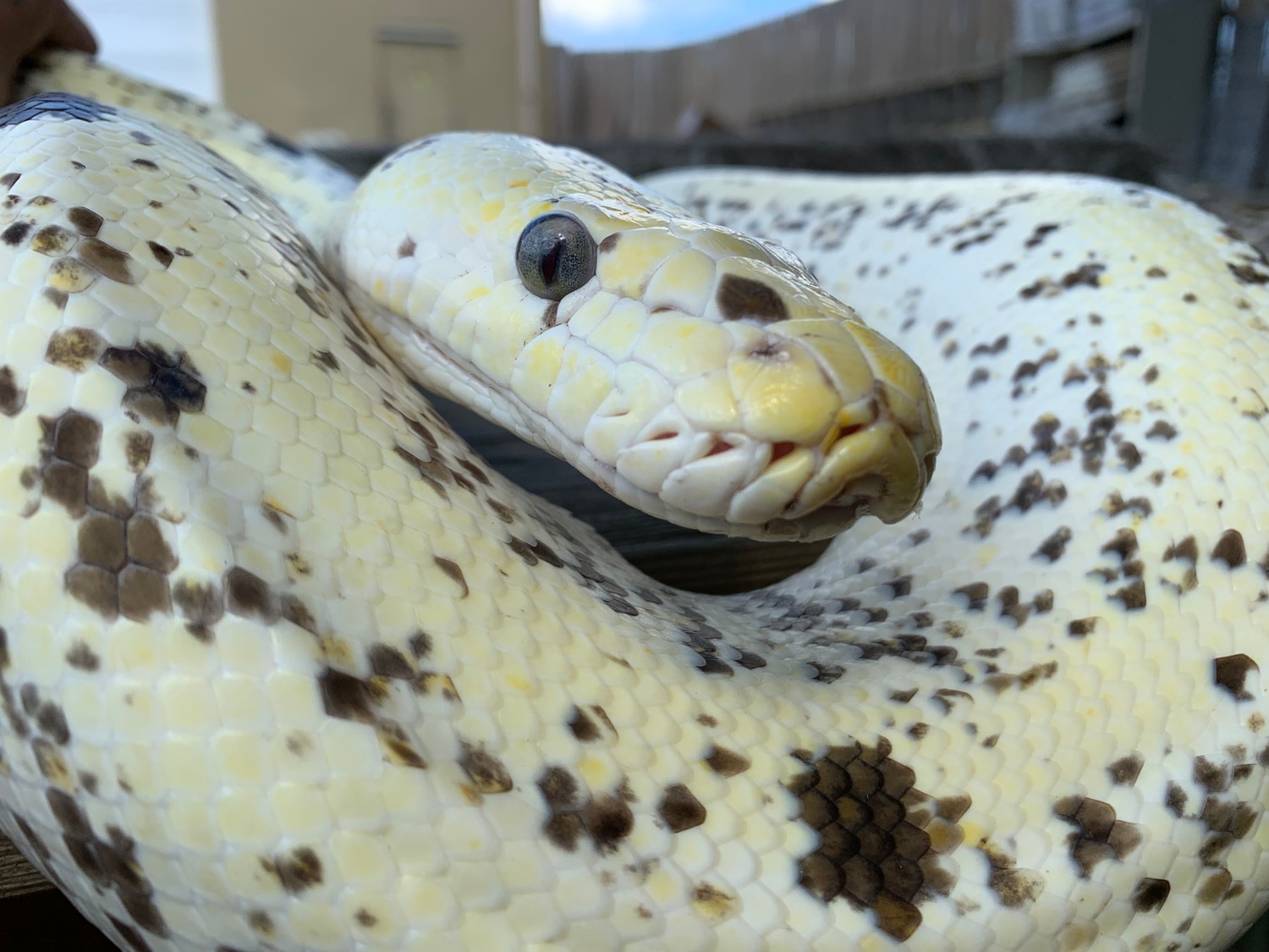 Cow Reticulated Python by Xtreme Exotics - MorphMarket