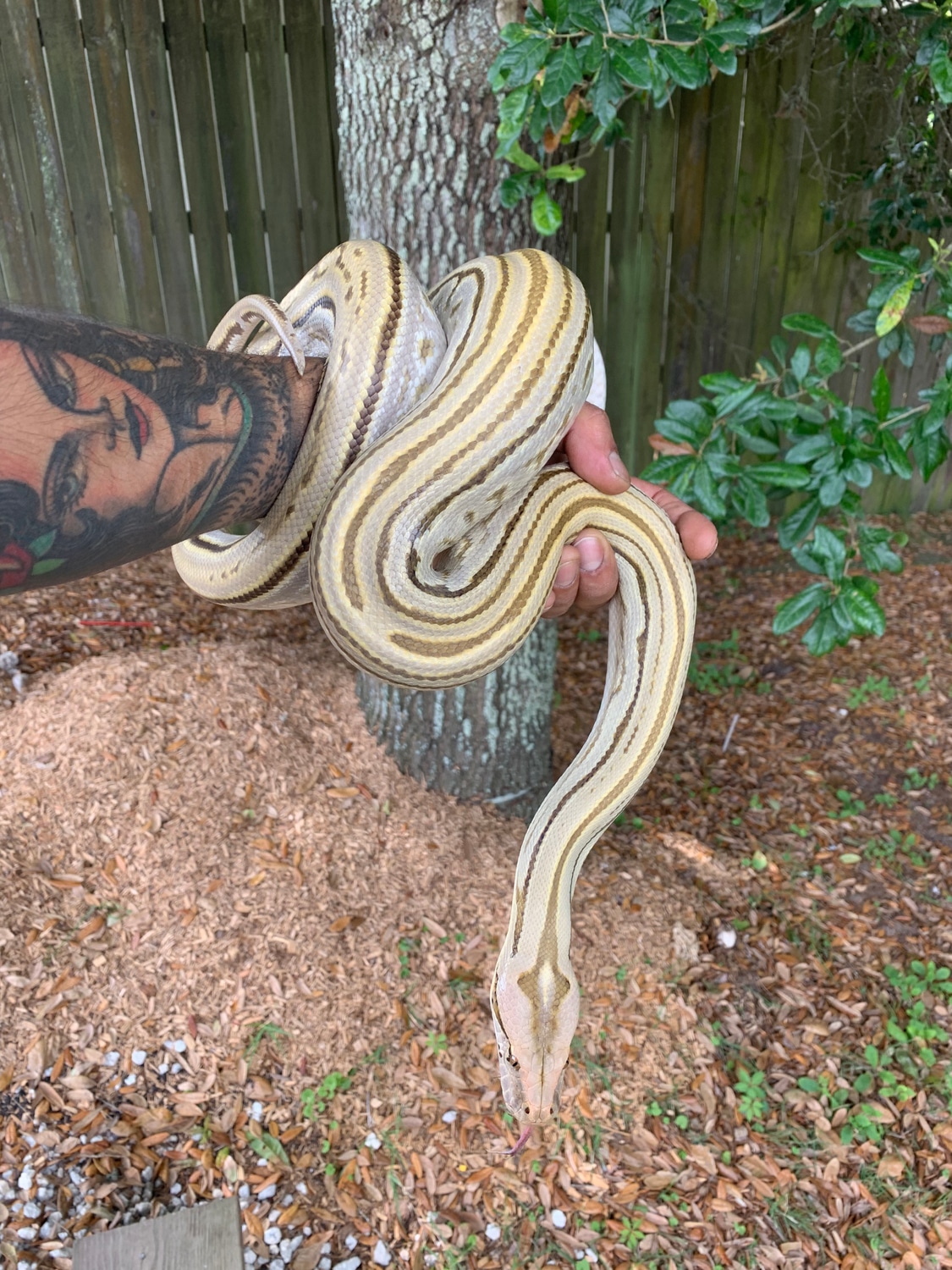 2019 Female Hypo Labyrinth Burmese Python by Xtreme Exotics - MorphMarket