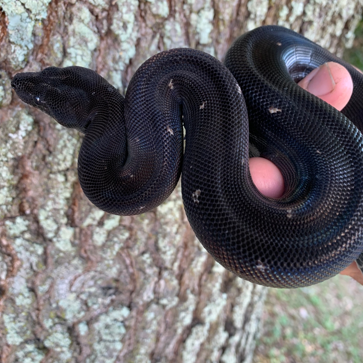 Black Devil Boa Boa Constrictors by Xtreme Exotics - MorphMarket