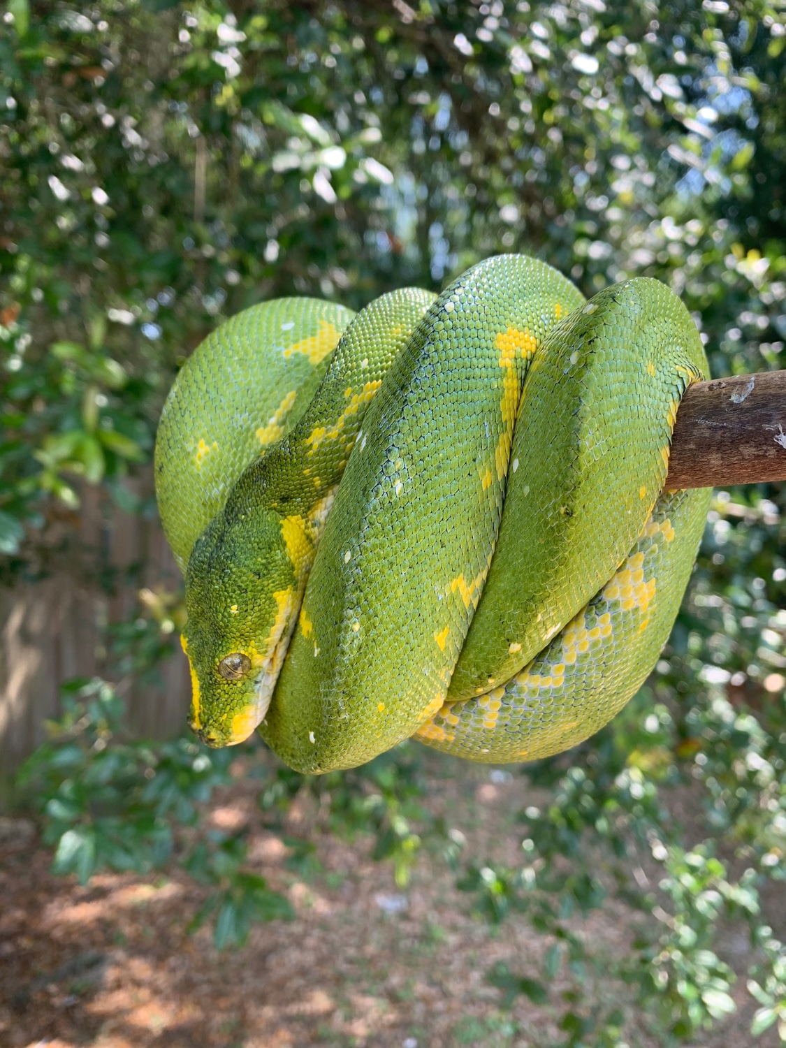 Biak Green Tree Python by Xtreme Exotics - MorphMarket