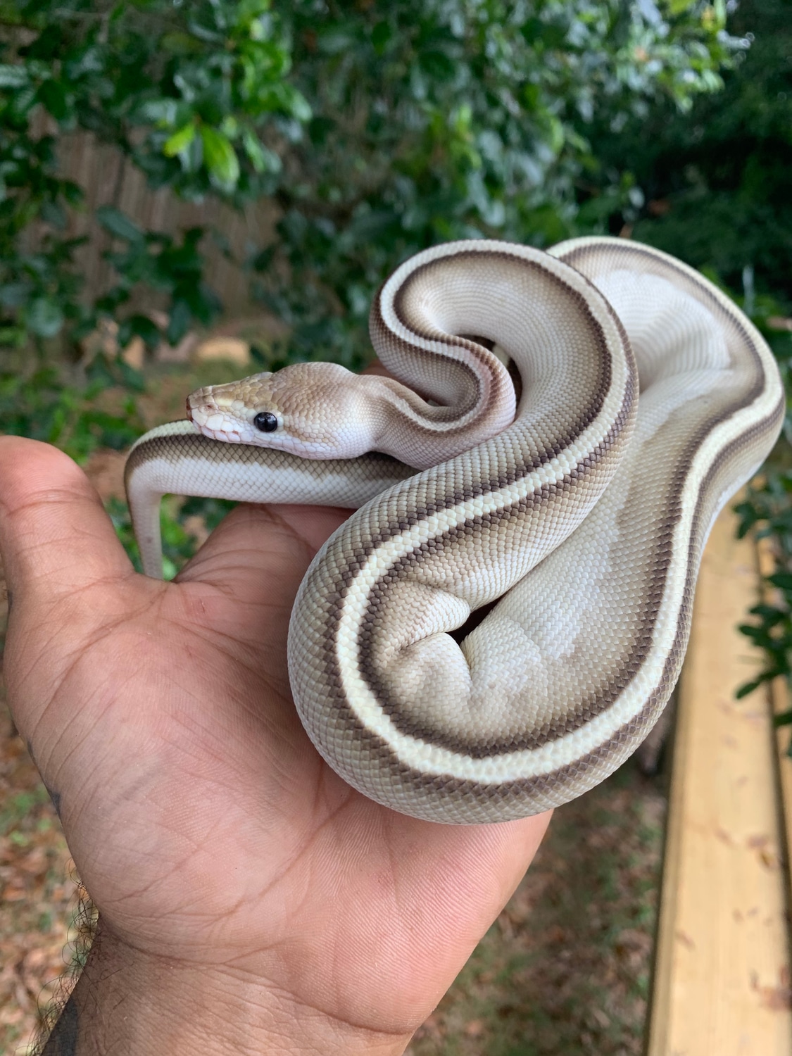 Pastel Lesser Super Cypress Ball Python by Xtreme Exotics - MorphMarket