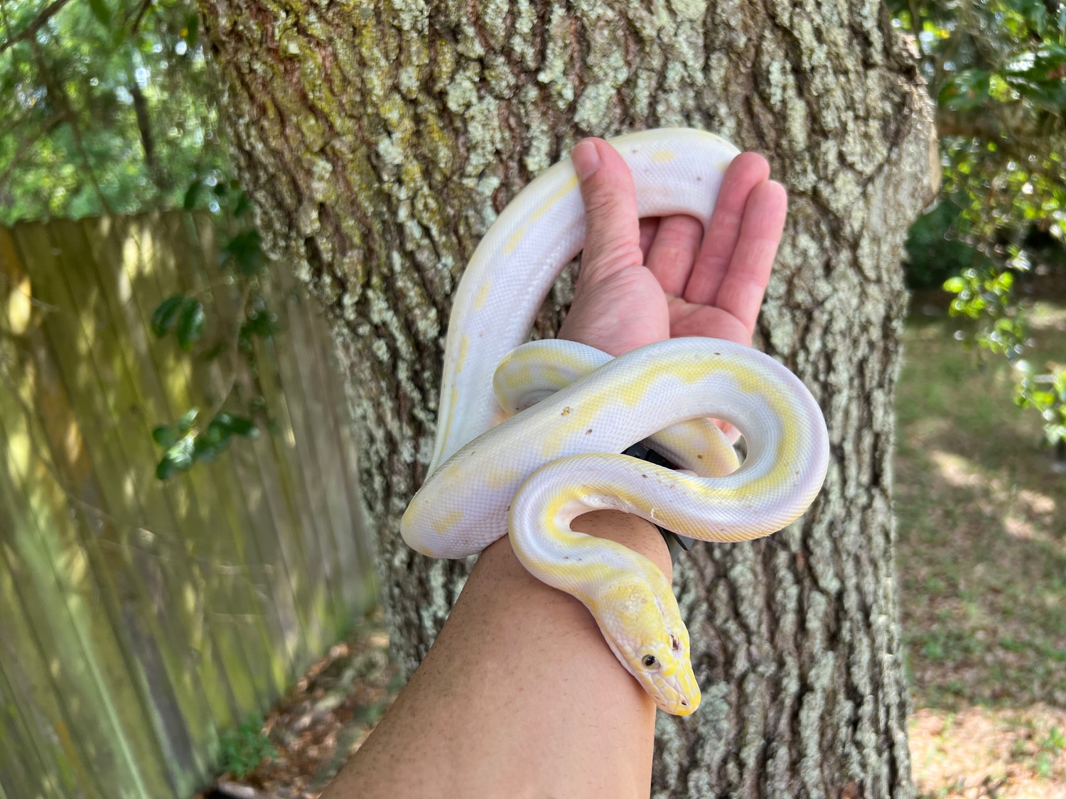 Female Cow Reticulated Python by Xtreme Exotics - MorphMarket