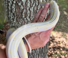 Female Cow Reticulated Python by Xtreme Exotics - MorphMarket