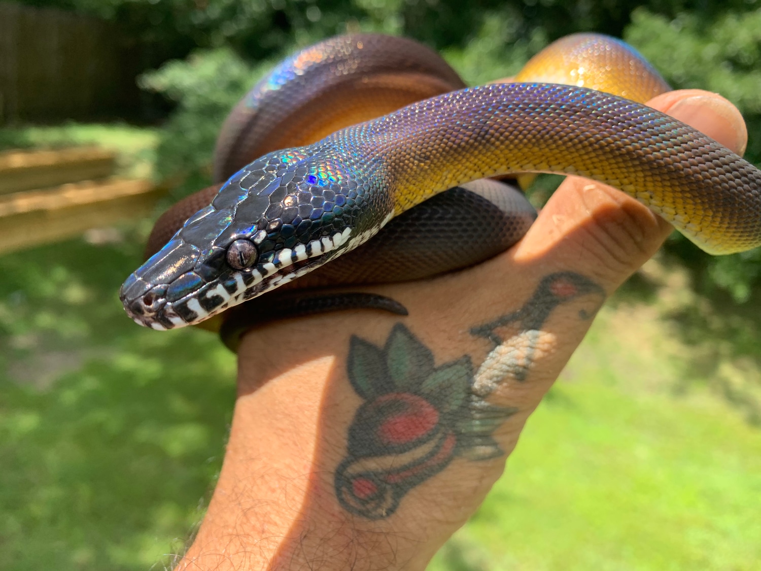 Northern White-lipped Python by Xtreme Exotics - MorphMarket