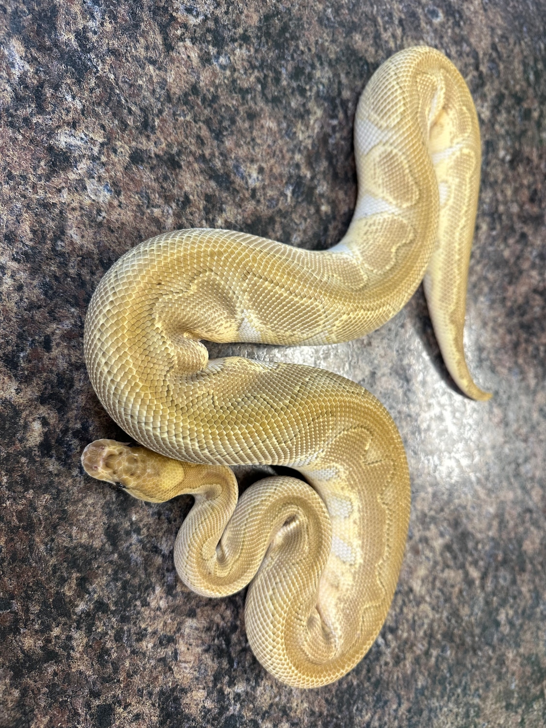Lesser Blade Clown Ball Python by Xtreme Exotics - MorphMarket