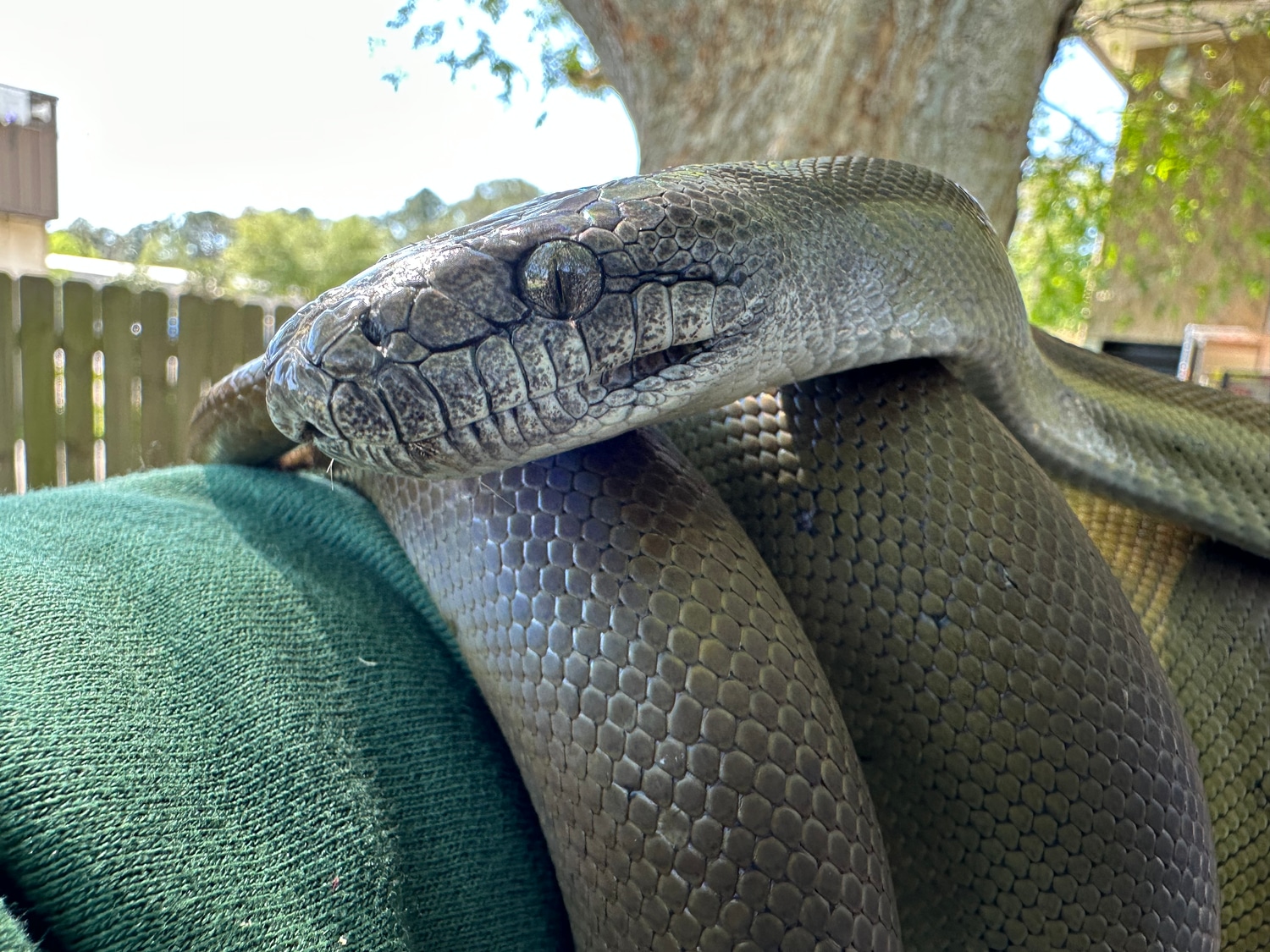 Papuan Olive Python More Python by Xtreme Exotics - MorphMarket