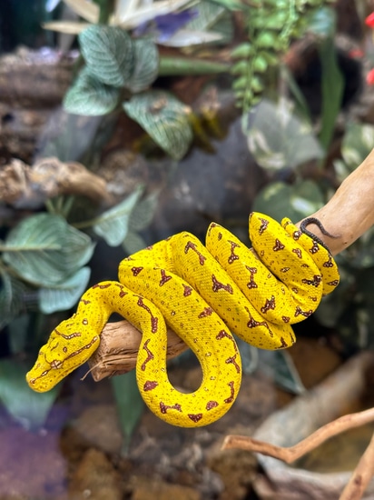 Yellow Biak Green Tree Python by Xtreme Exotics