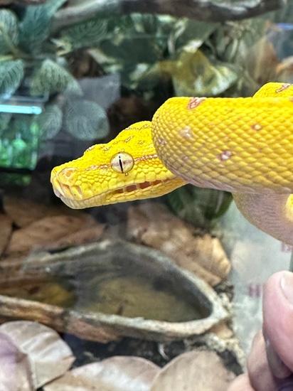 Beautiful Yellow Jayapura Green Tree Python by Xtreme Exotics