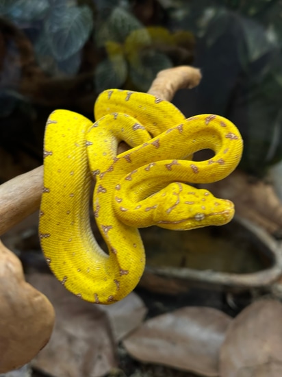 Beautiful Yellow Jayapura Green Tree Python by Xtreme Exotics