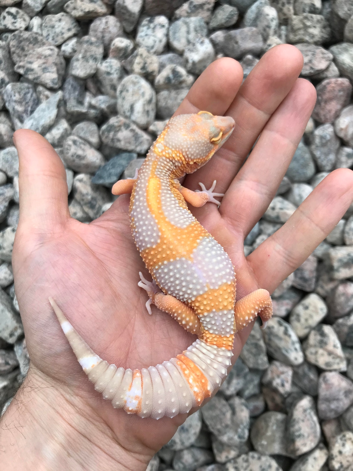 Lava Black Night Leopard Gecko by Xtreme Exotics Canada - MorphMarket