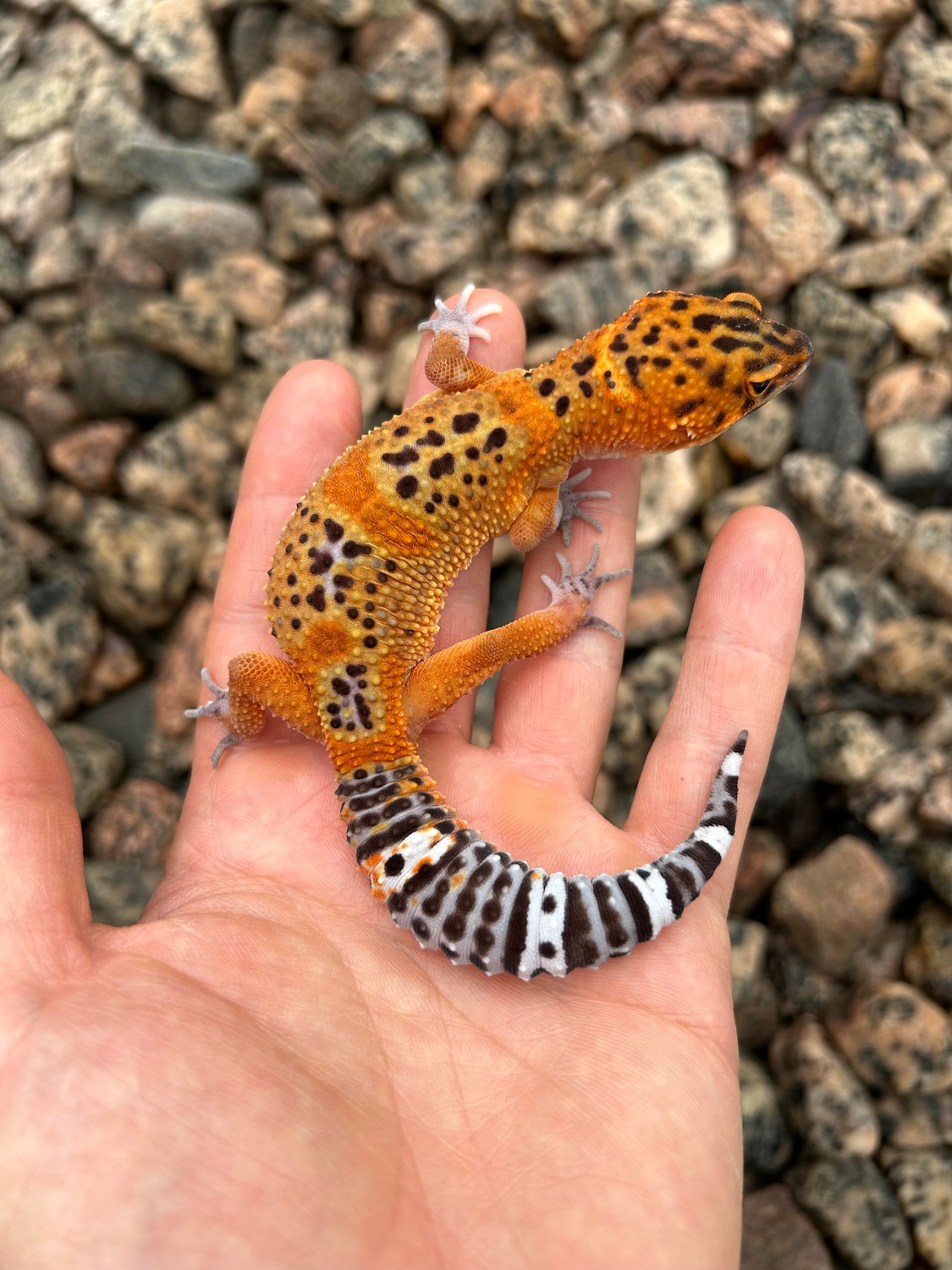 Red Black Night Mandarin 66 Het Tremper Leopard Gecko by Xtreme
