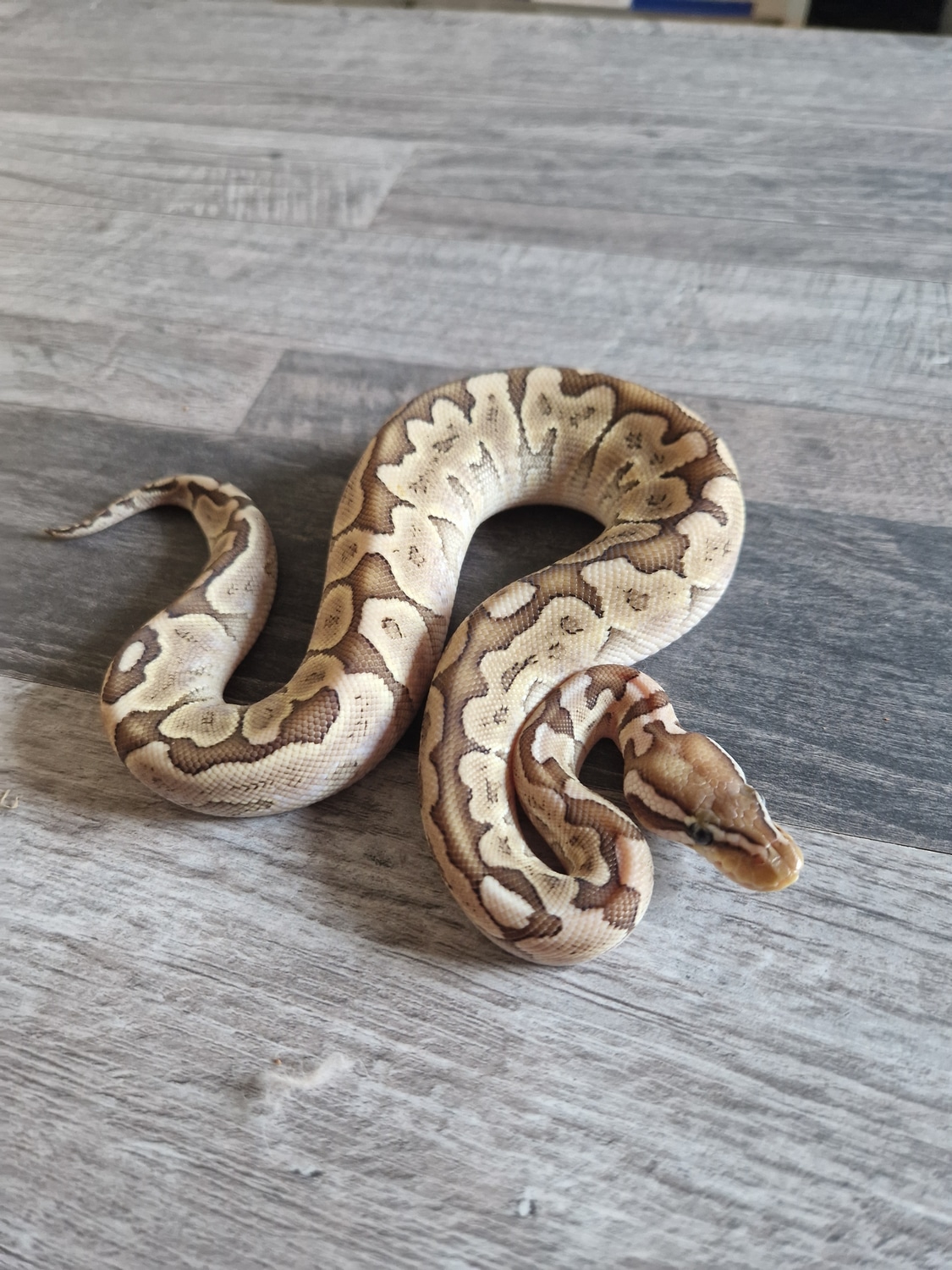 Firefly Bamboo 100% Het Axanthic Tsk Nz' 22 Ball Python by Nero King ...