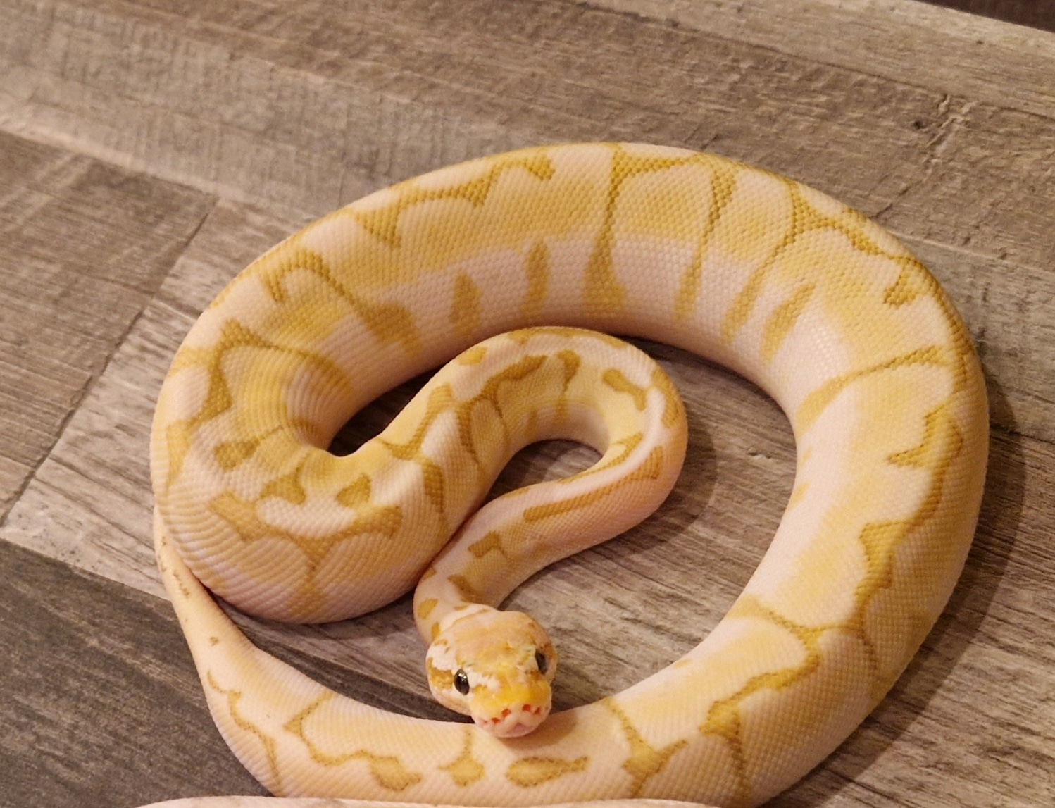 0.1 Bamboo Killer Bee Pos Fire 100%het Axanthic Tsk Ball Python by Nero ...
