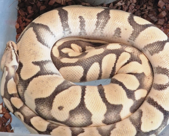 Big 0.1 Pastel Desert Ghost Lady Ball Python by Nero King Pythons