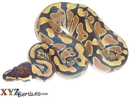 Baby Normal Ball Python by XYZReptiles