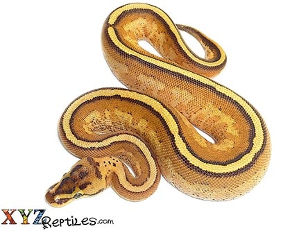 Super Stripe Ball Python