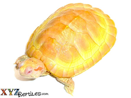 Adult Albino Red Eared Slider Turtle