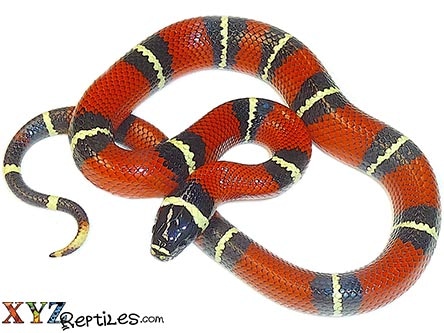 Nelson's Milk Snake