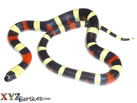 Pueblan Milk Snake