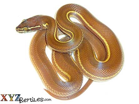 Brown African House Snake