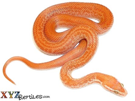 Albino African House Snake